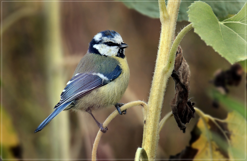 DSC 7852 Blaumeise 1000 R 2