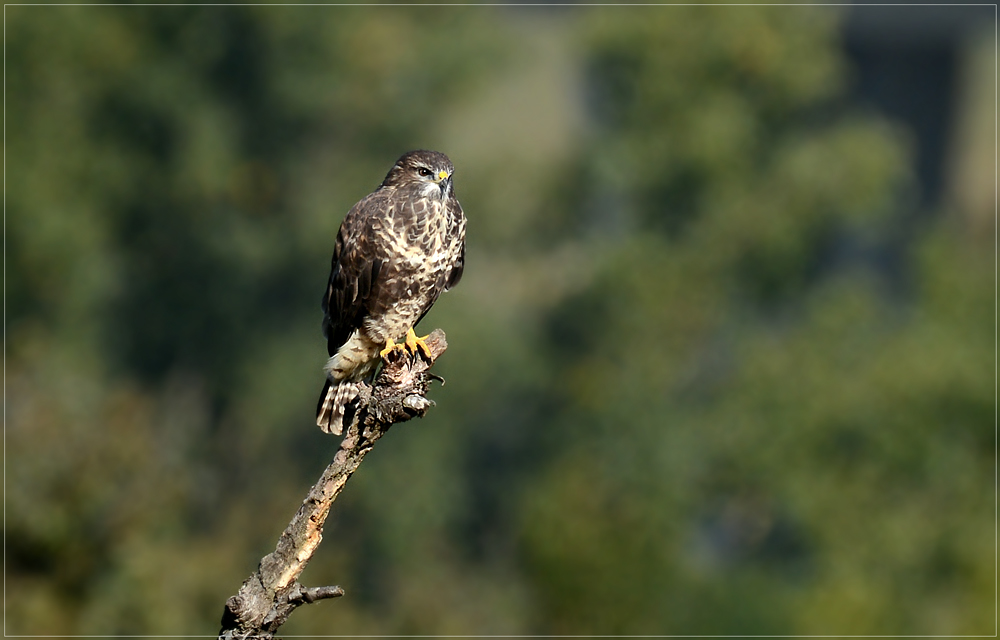 DSC 7856 Bussard 1000 R (2)
