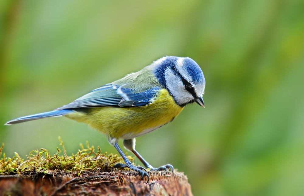 DSC 7882 Blaumeise 1000 2