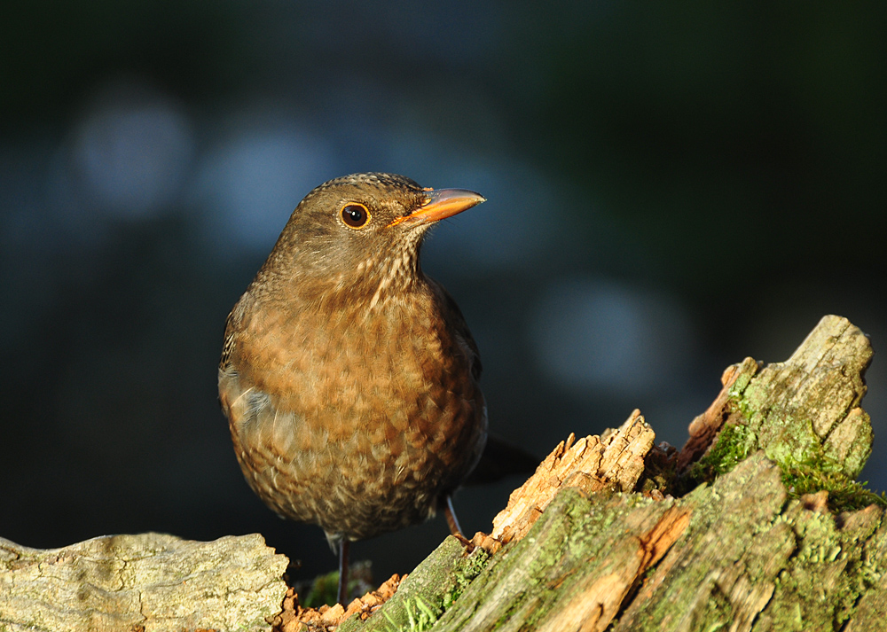 DSC 7887 Amsel 1000