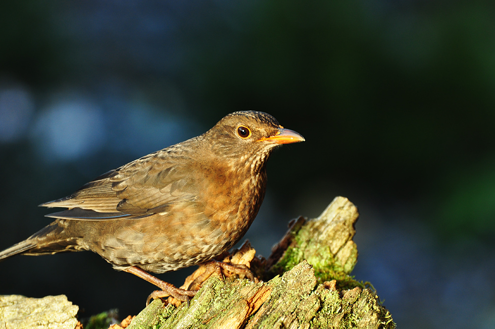 DSC 7889 Amsel 1000