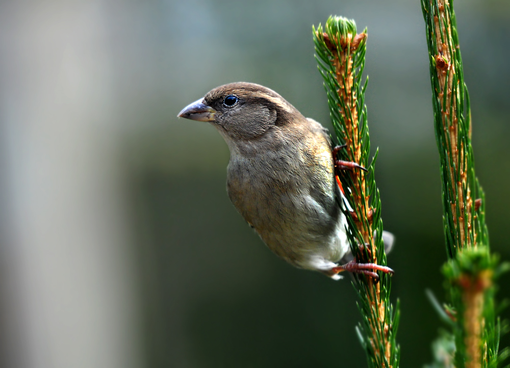 DSC 7889 Spatz 1000 1