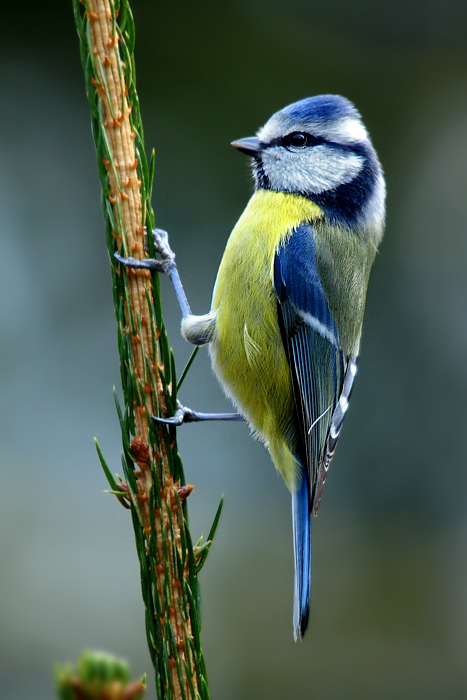 DSC 7891 Blaumeise 700h
