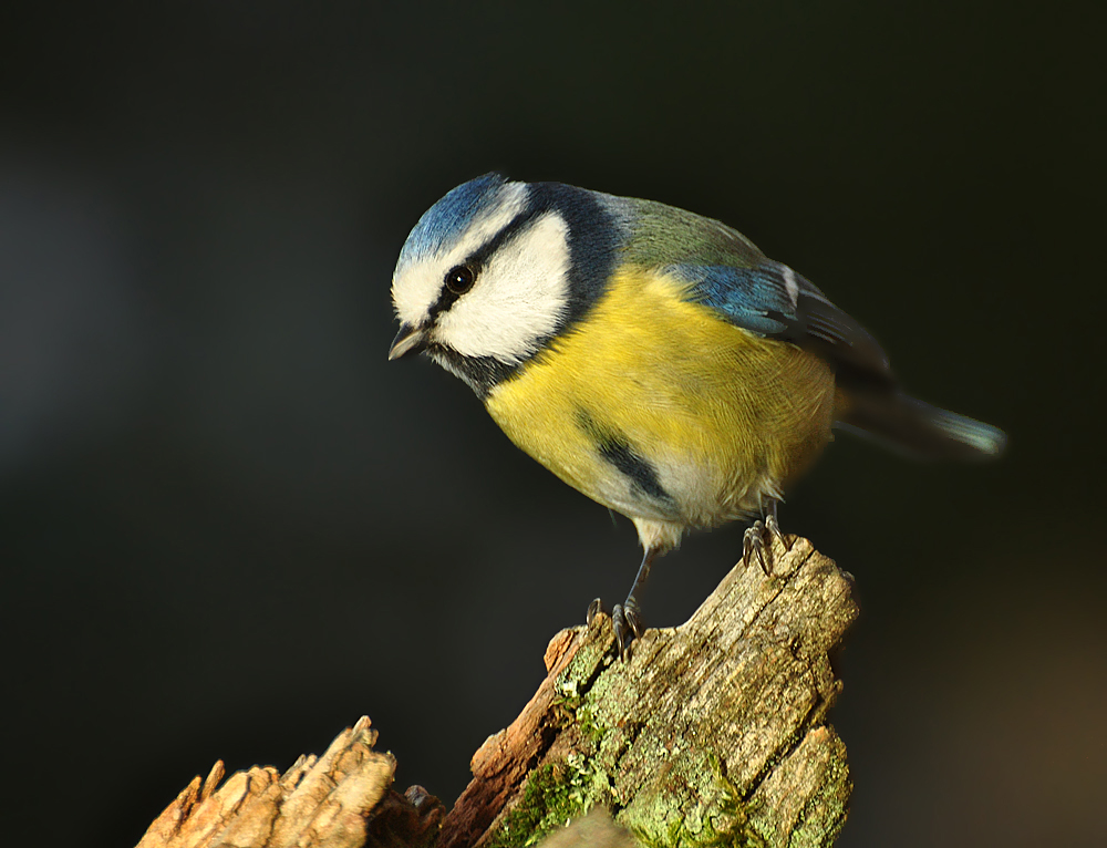 DSC 7914 Blaumeise b