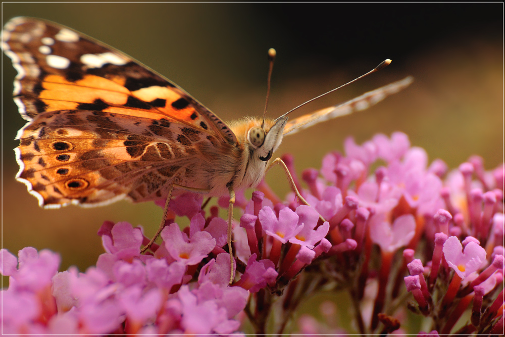 DSC 7952 Distelfalter 1012 R