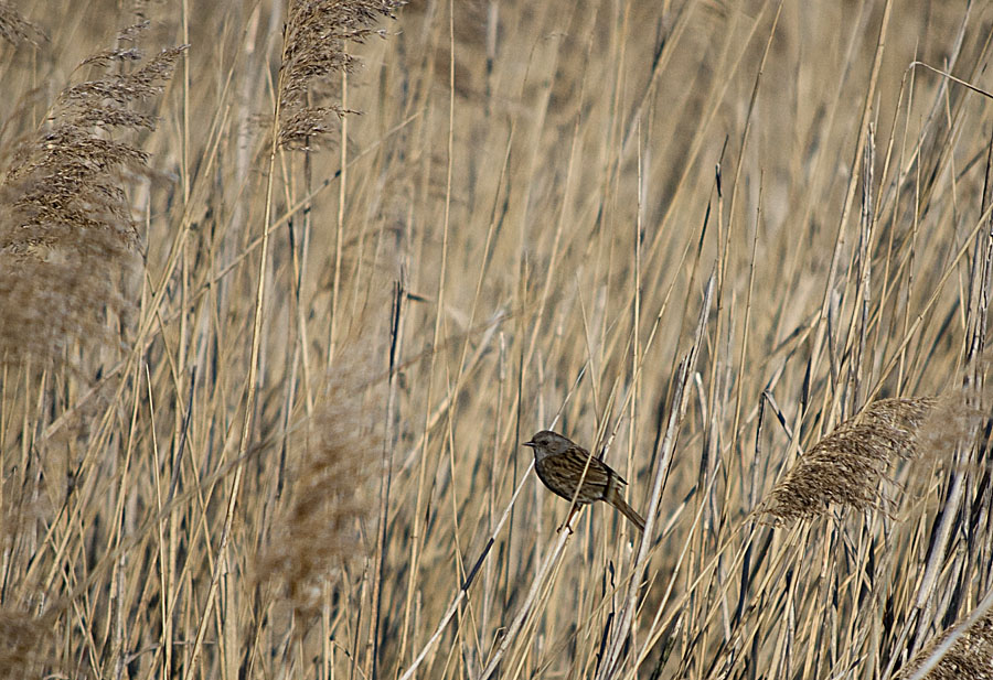 DSC 7978 Kopie