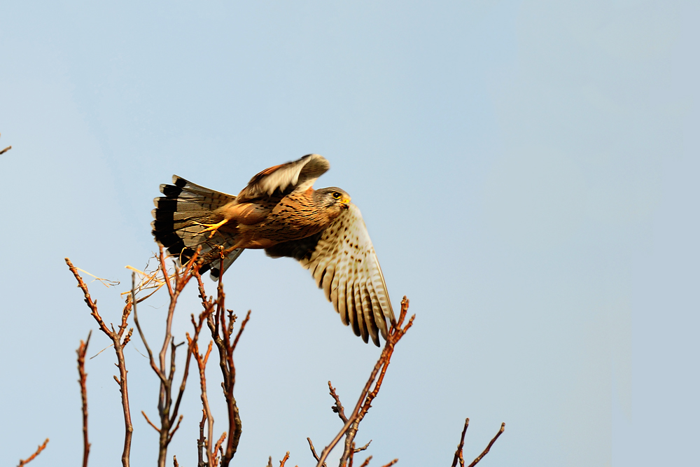 DSC 8163 Turmfalke 1000