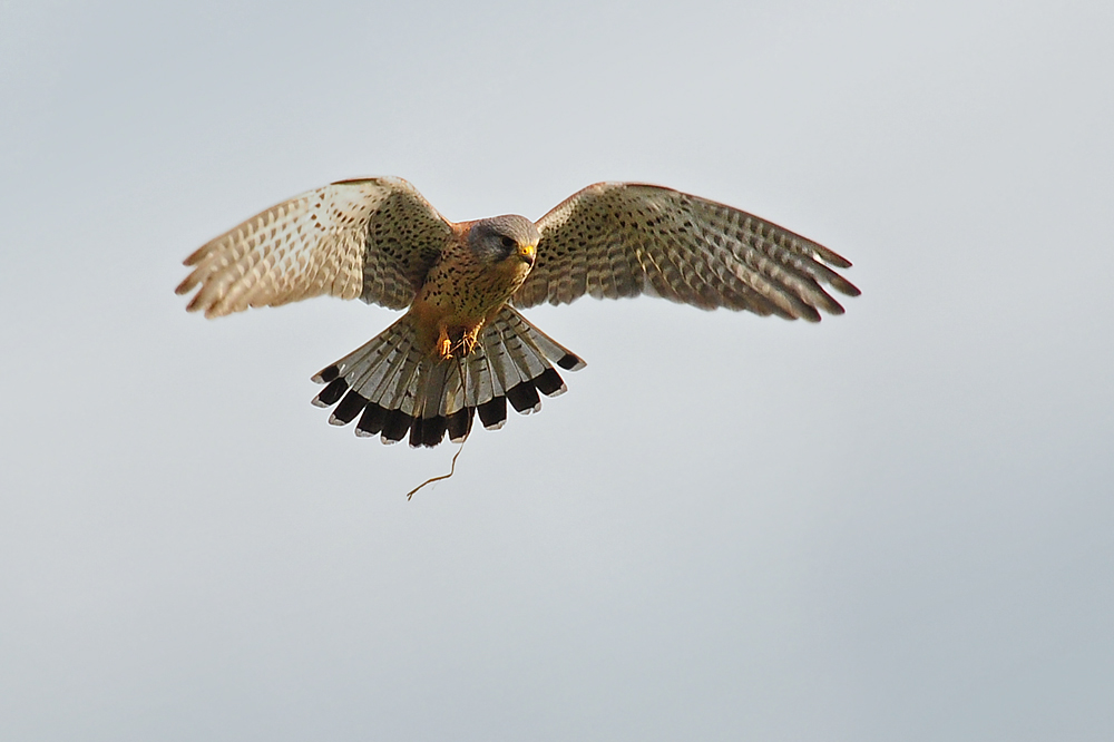 DSC 8174 Falke 1000