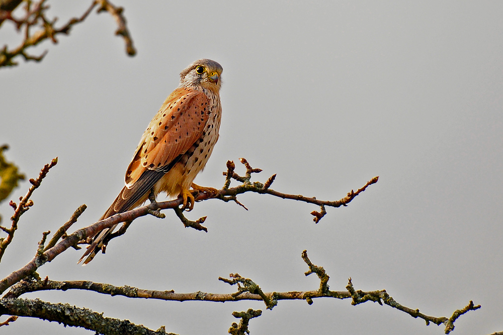 DSC 8206 Falkenmännchen 1000