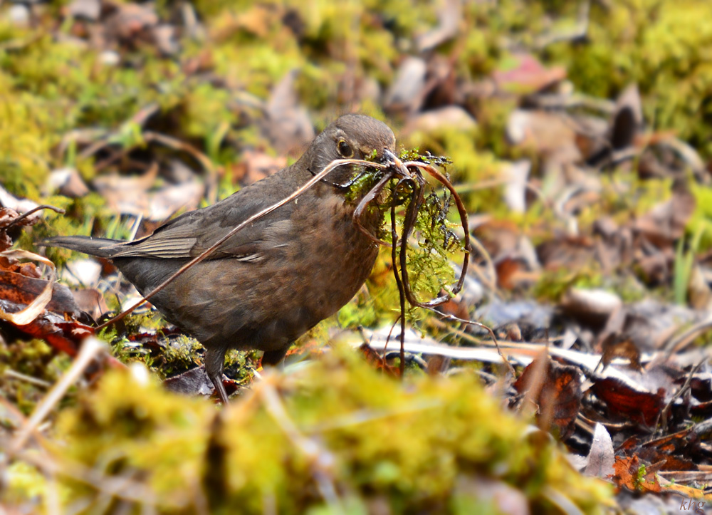 DSC 8362 Amsel