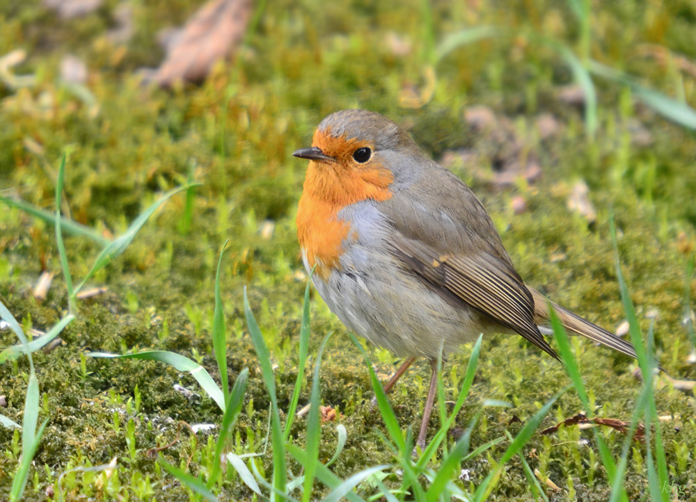 DSC 8368 Rotkehlchen