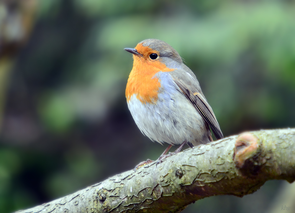 DSC 8392 Rotkehlchen