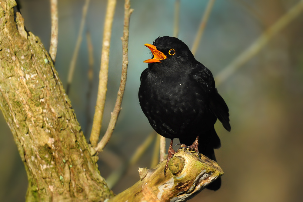 DSC 8405 Amsel 1000