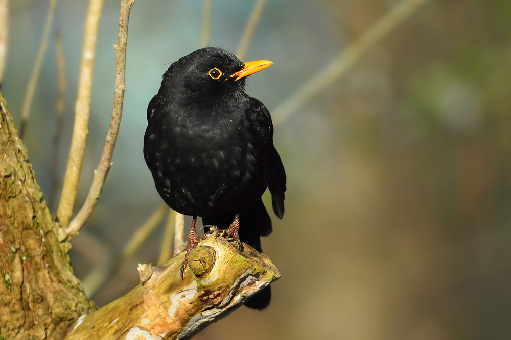 DSC 8414 Amsel 1000