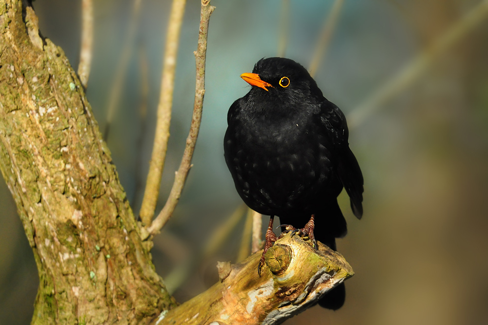 DSC 8418 Amsel 1000
