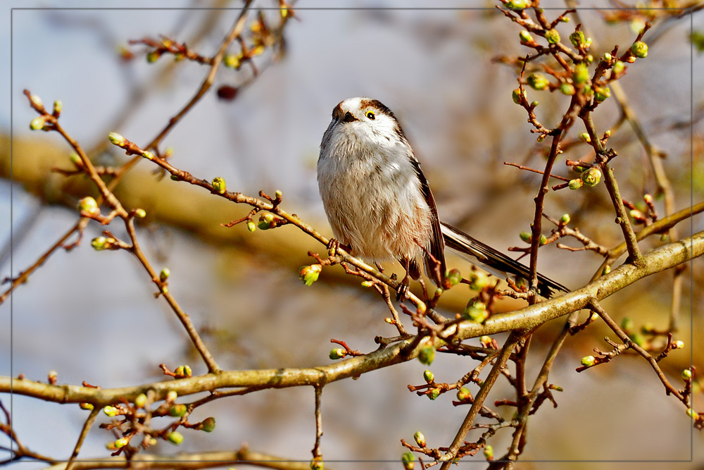 DSC 8424 Schwanzmeise 1000 1