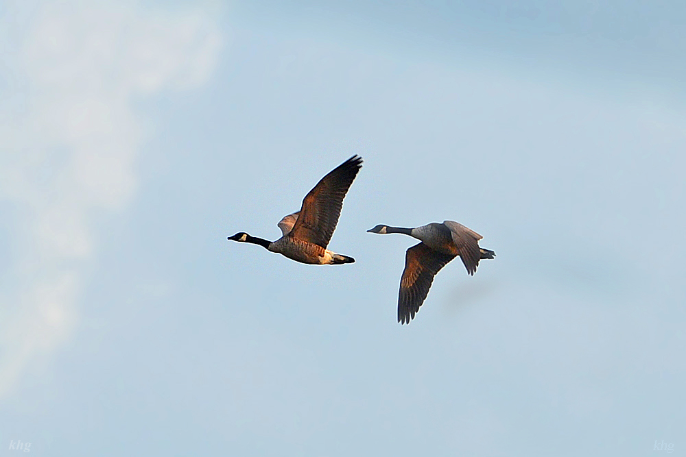 DSC 8528 Gänse