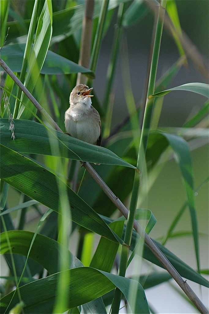 DSC 8593