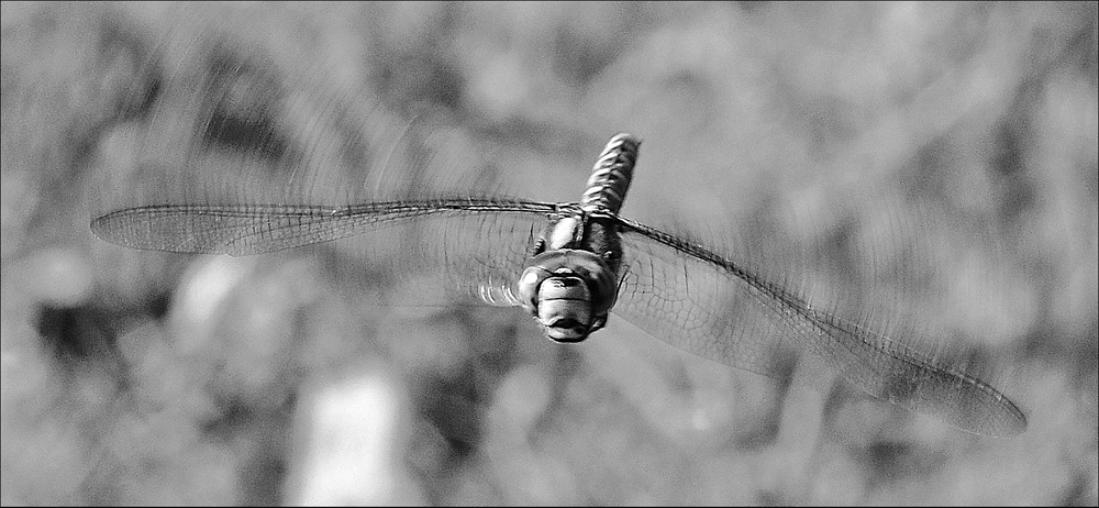 DSC 8593N