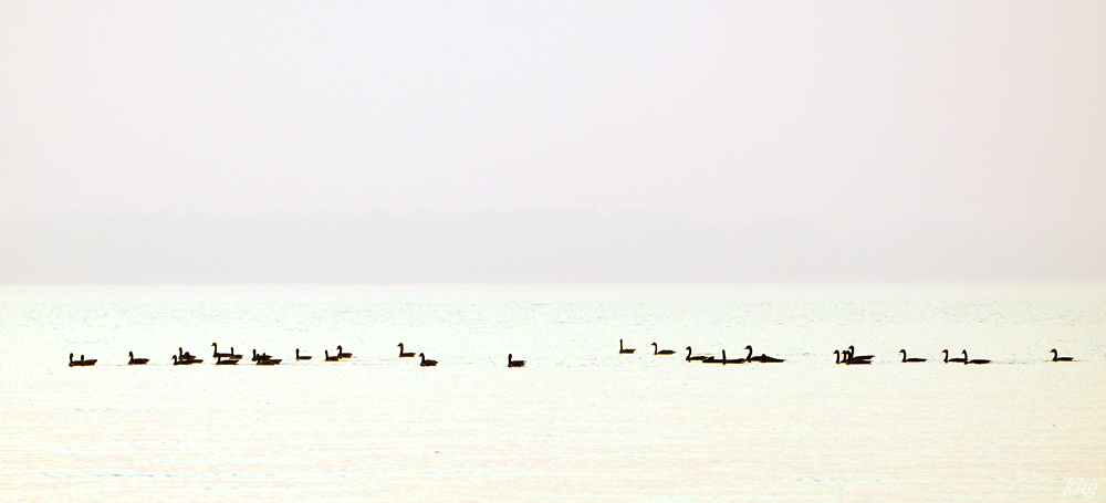 DSC 8825 Gänse
