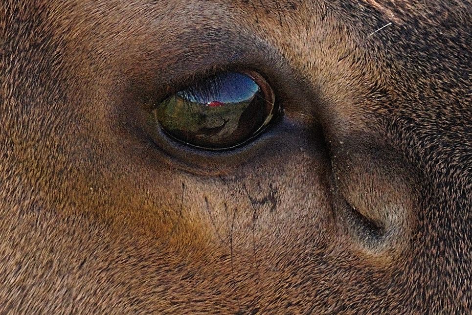 DSC 8839 NF-F 100%-Crop
Wapiti
Jasper Nationalpark, Kanada