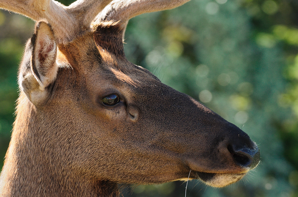 DSC 8839 NF-F
Wapiti
Jasper Nationalpark, Kanada