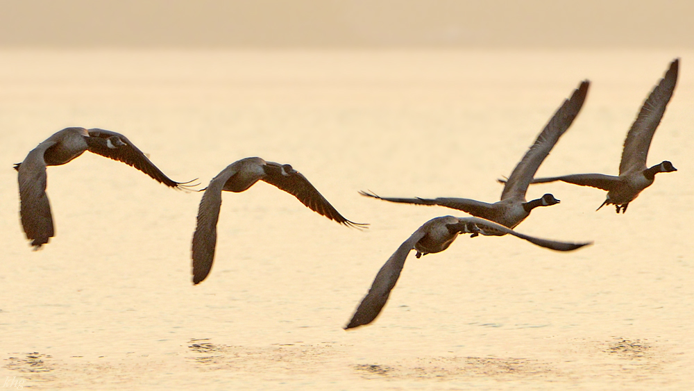 DSC 8884 Gänse