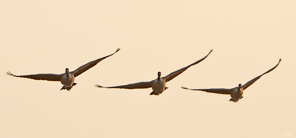 DSC 8885 Gänse