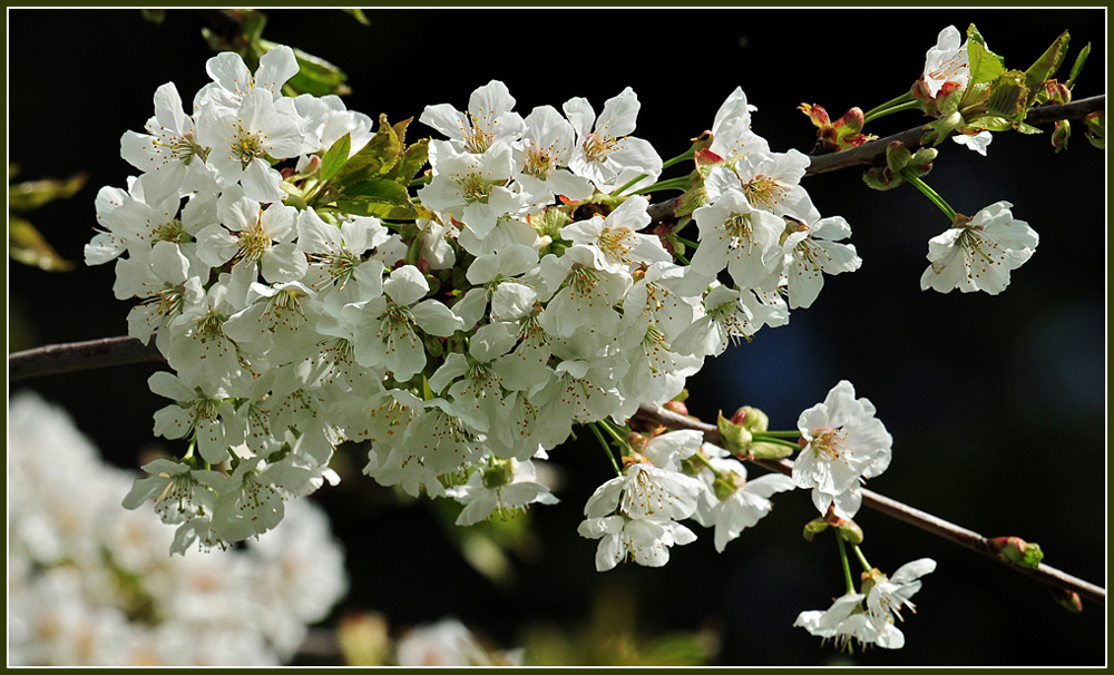 DSC 8901 Kirschblüte 1000 R
