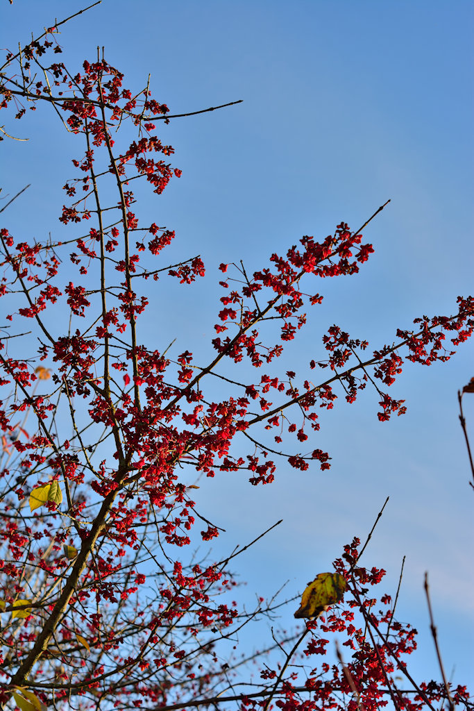 DSC 8920