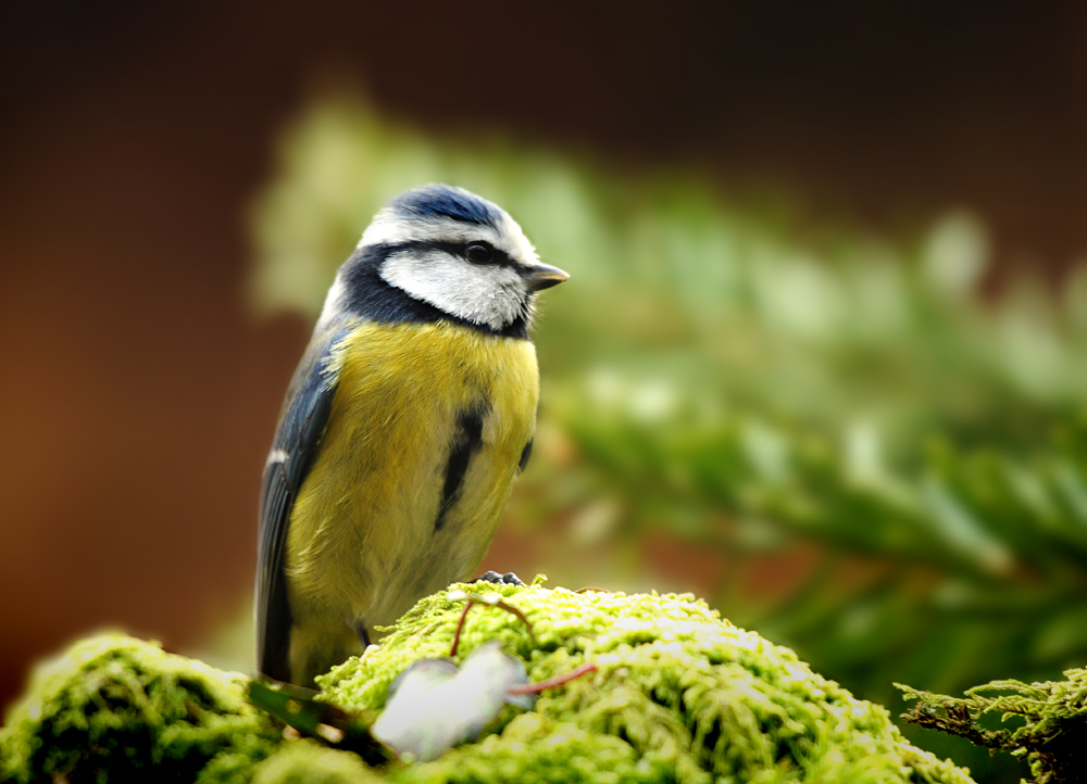 DSC 8966 Blaumeise 1000 12