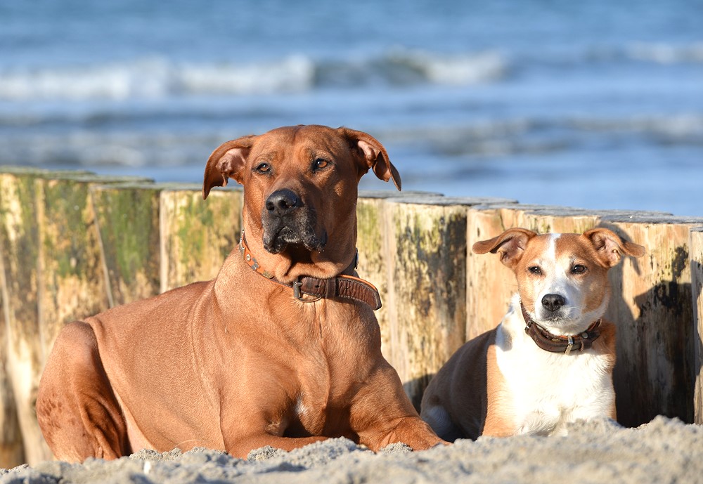 DSC 9092 16 2 14 Hunde die warten