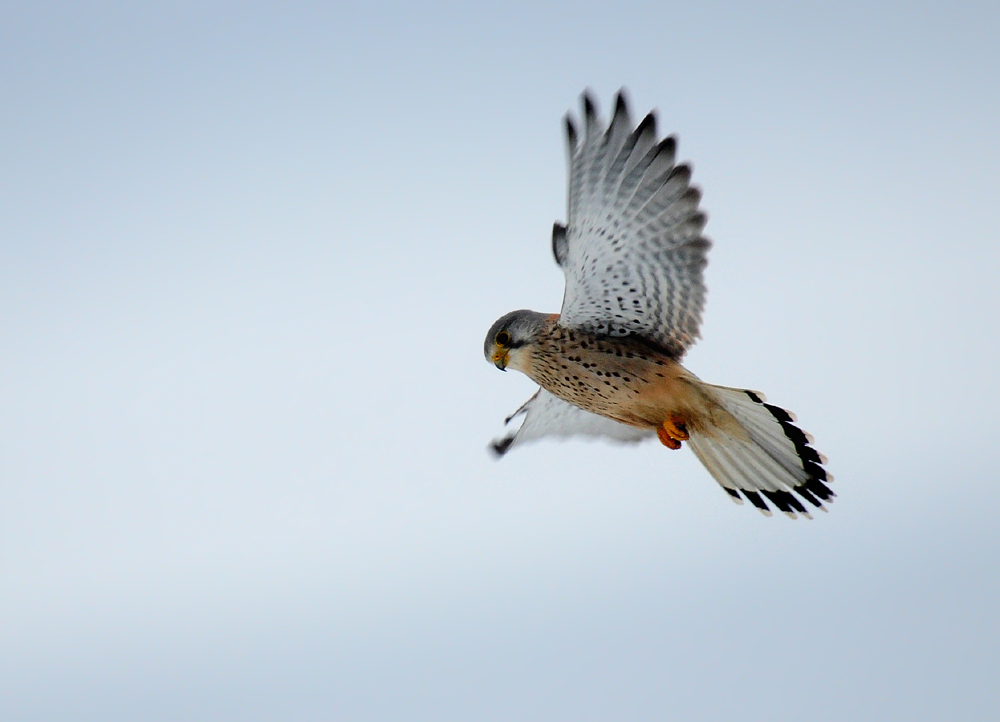 DSC 9108 Turmfalke 1000 12