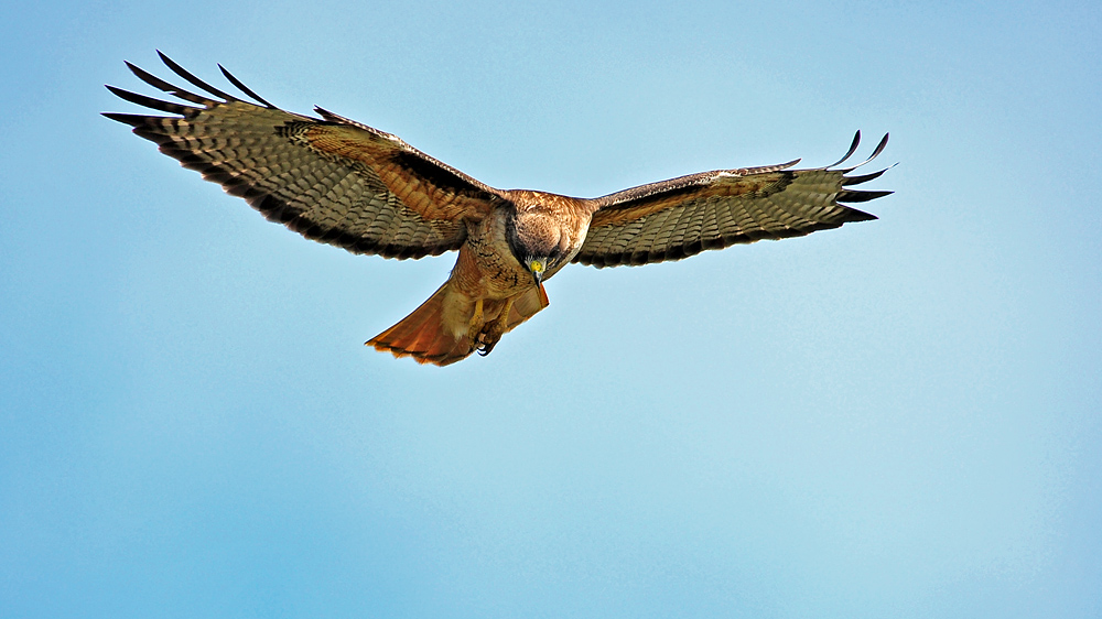 DSC 9123 Red Tailed Hawk 1000