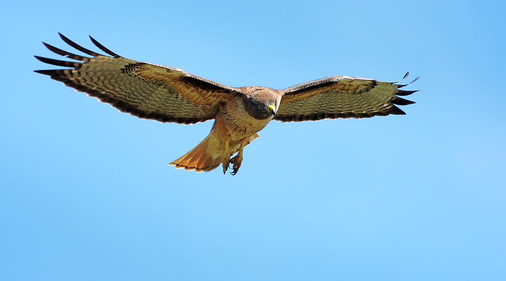 DSC 9130 Red Tailed Hawk 1000