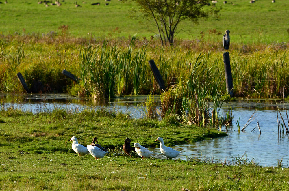 DSC 9143 Enten
