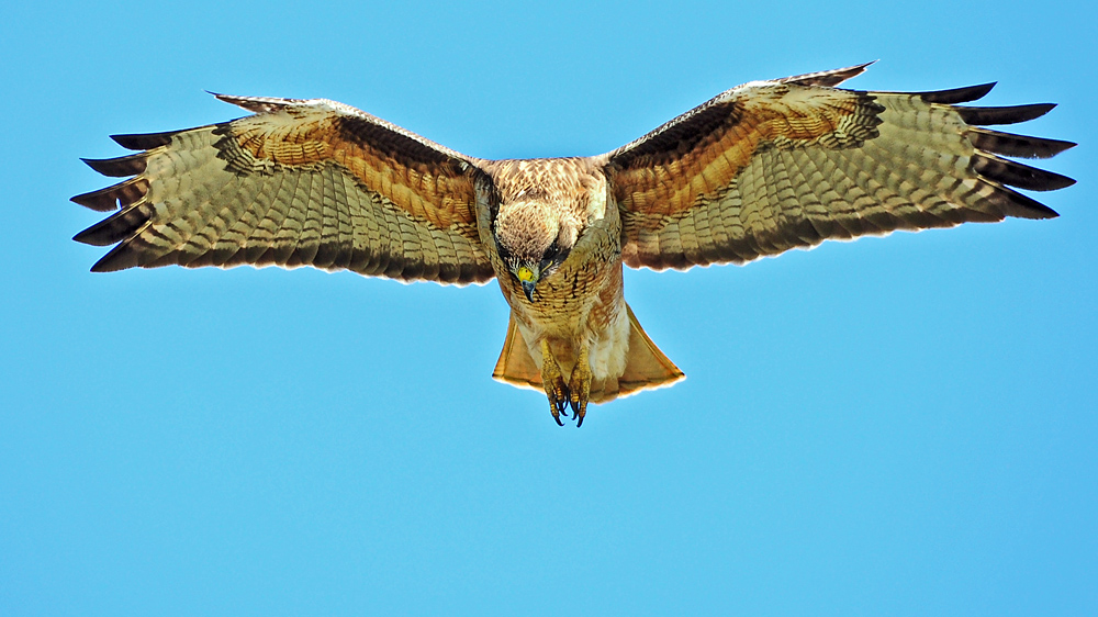 DSC 9160 Reg Tailed HAwk 1000