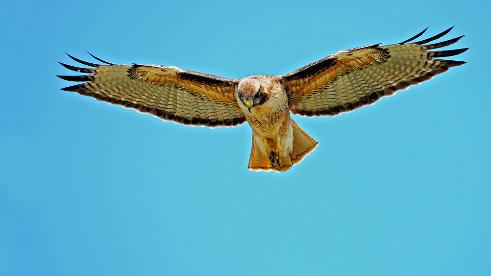 DSC 9164 Red Tailed Hawk 1000
