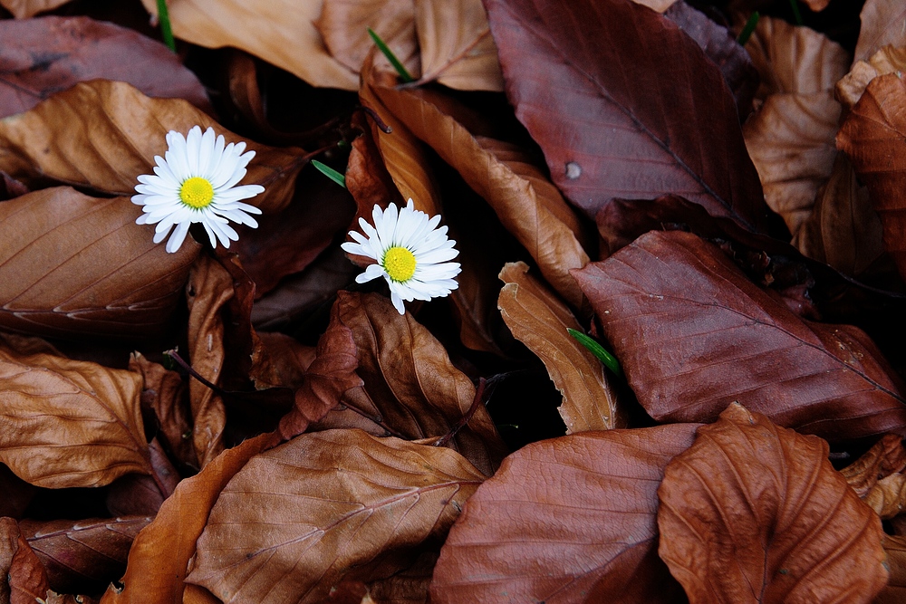 dsc 9202 blumenn im laub 1