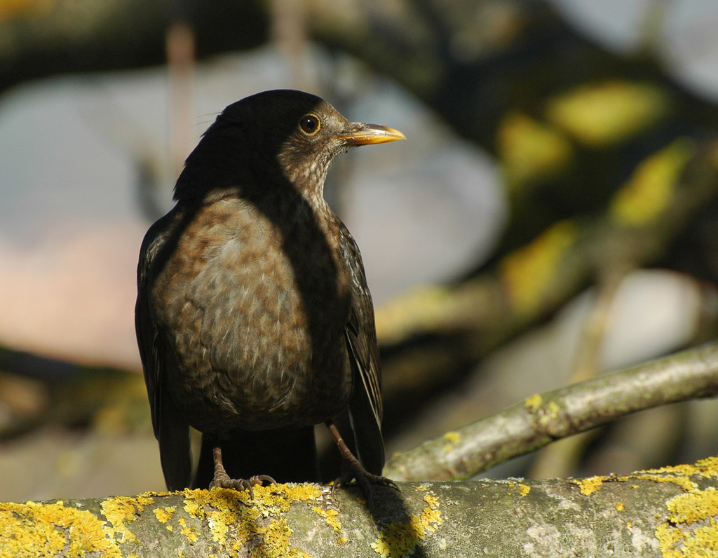 DSC 9249 Amsel 1024 oK 9