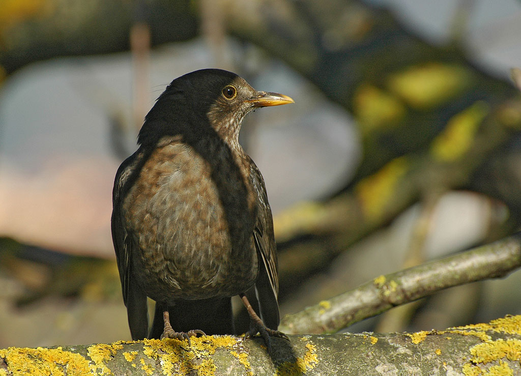 DSC 9250 Amsel 1024 8