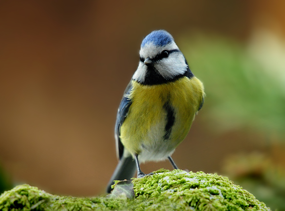 DSC 9289 Blaumeise 1000