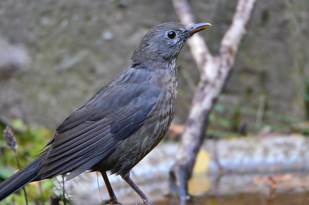 DSC 9383 Amsel