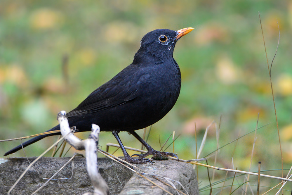 DSC 9384 Amsel