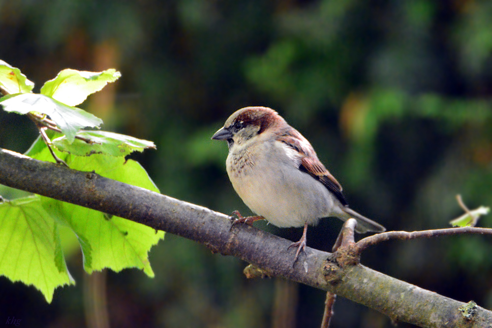 DSC 9432 Spatz