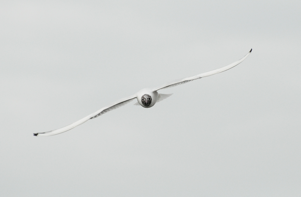 DSC 9439 1000