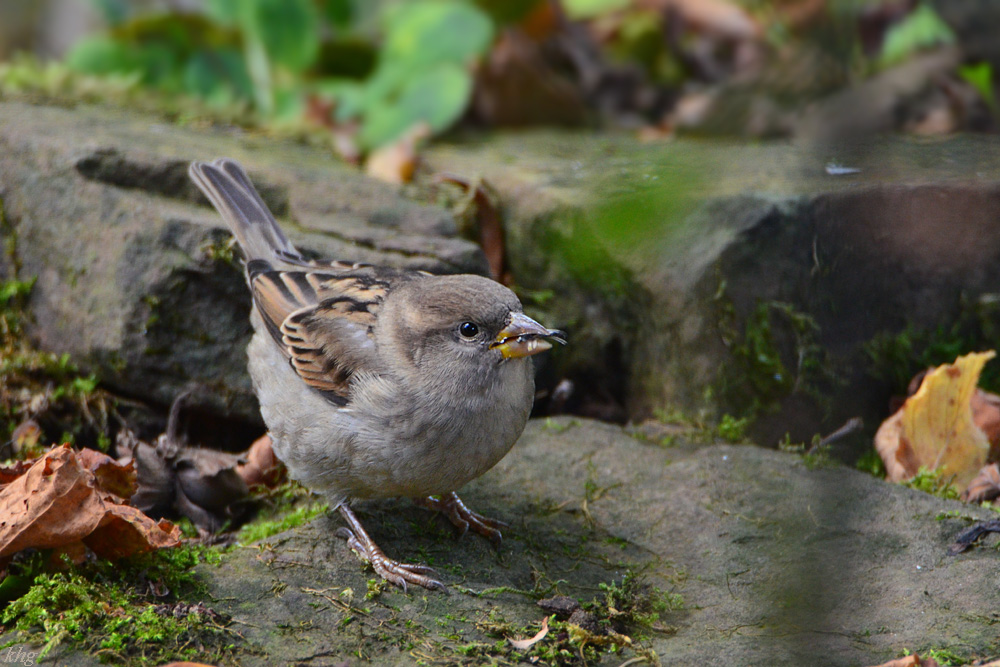 DSC 9443 Spatz