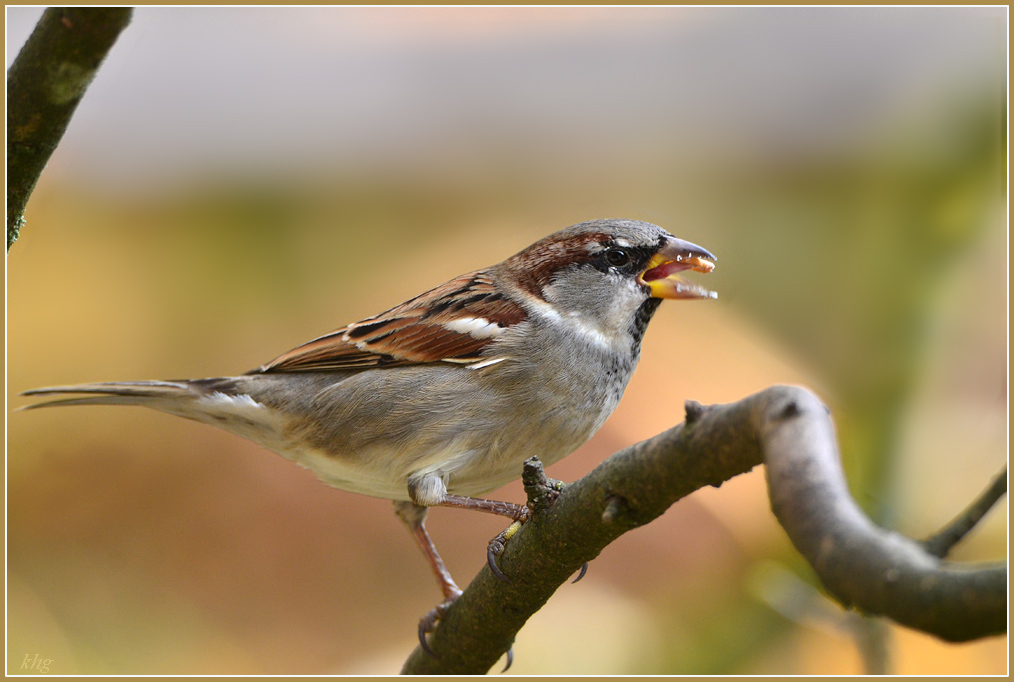DSC 9479 Spatz