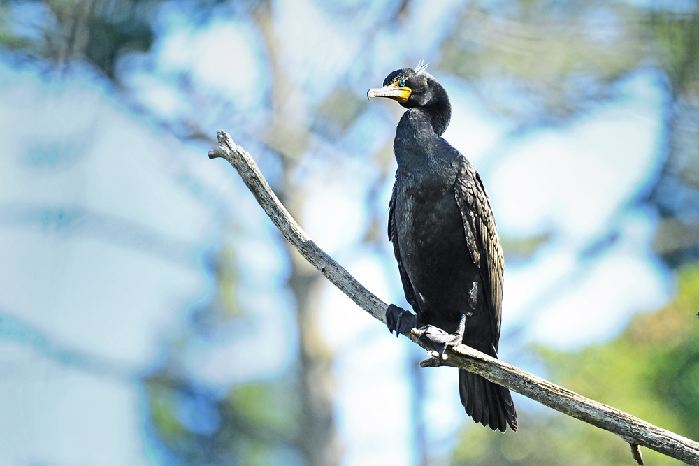 DSC 9482 Kormoran 1000
