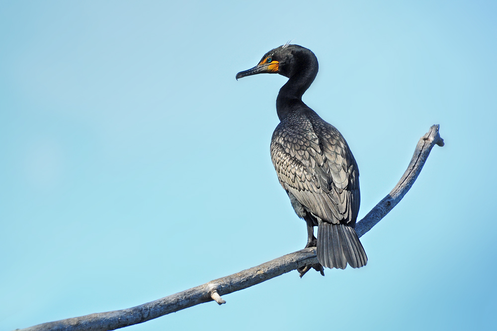DSC 9491 Kormoran 1000